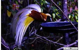 bird of paradise