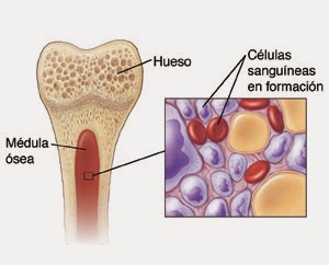 Resultado de imagen para medula osea