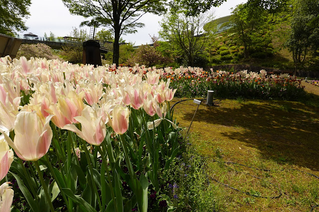 鳥取県西伯郡南部町鶴田 とっとり花回廊 花の谷