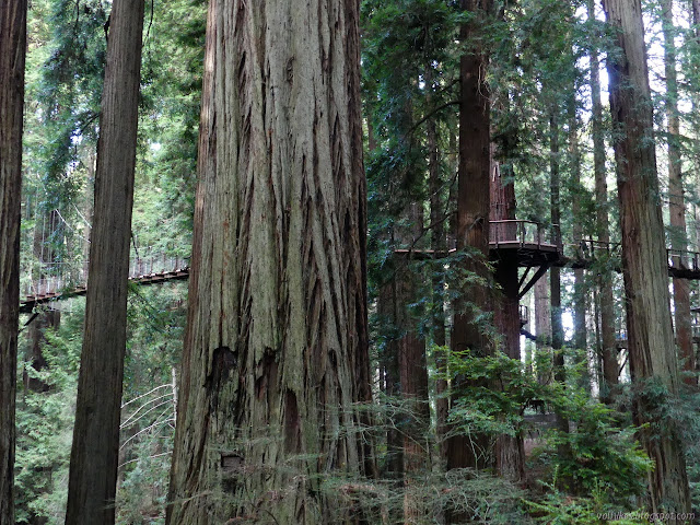 wooden platform encircling a tree connected to others with suspension bridges