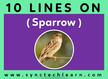 short essay on Sparrow