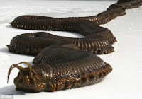 Seekor predator raksasa yang mengerikan ditemukan oleh para staff perawat akuarium besar.