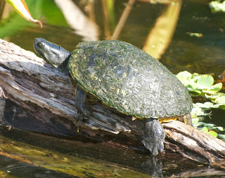 Florida red-bellied turtle (Pseudemys nelsoni)