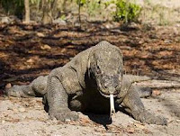 Pemetaan Genetika Komodo 7 (Tujuh) Keajaiban Dunia Indonesia Berhasil Dilakukan