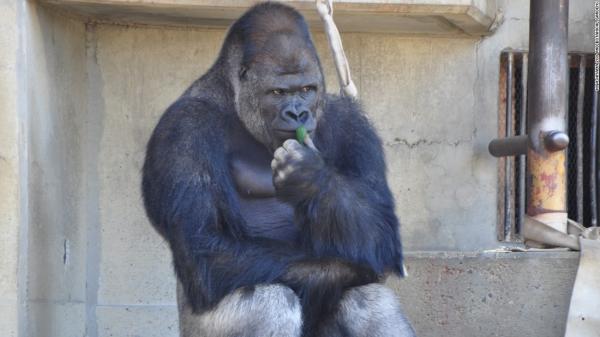 Shabani, Gorila Tampan