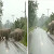 Gajah Menyebrang Jalan Bergerombol, SALFOK Gajah Terakhir Dengan Tanda Isyarat Lambaikan Belalai Ucapan BERTERIMAKASIH Pada Mobil yang Berhenti