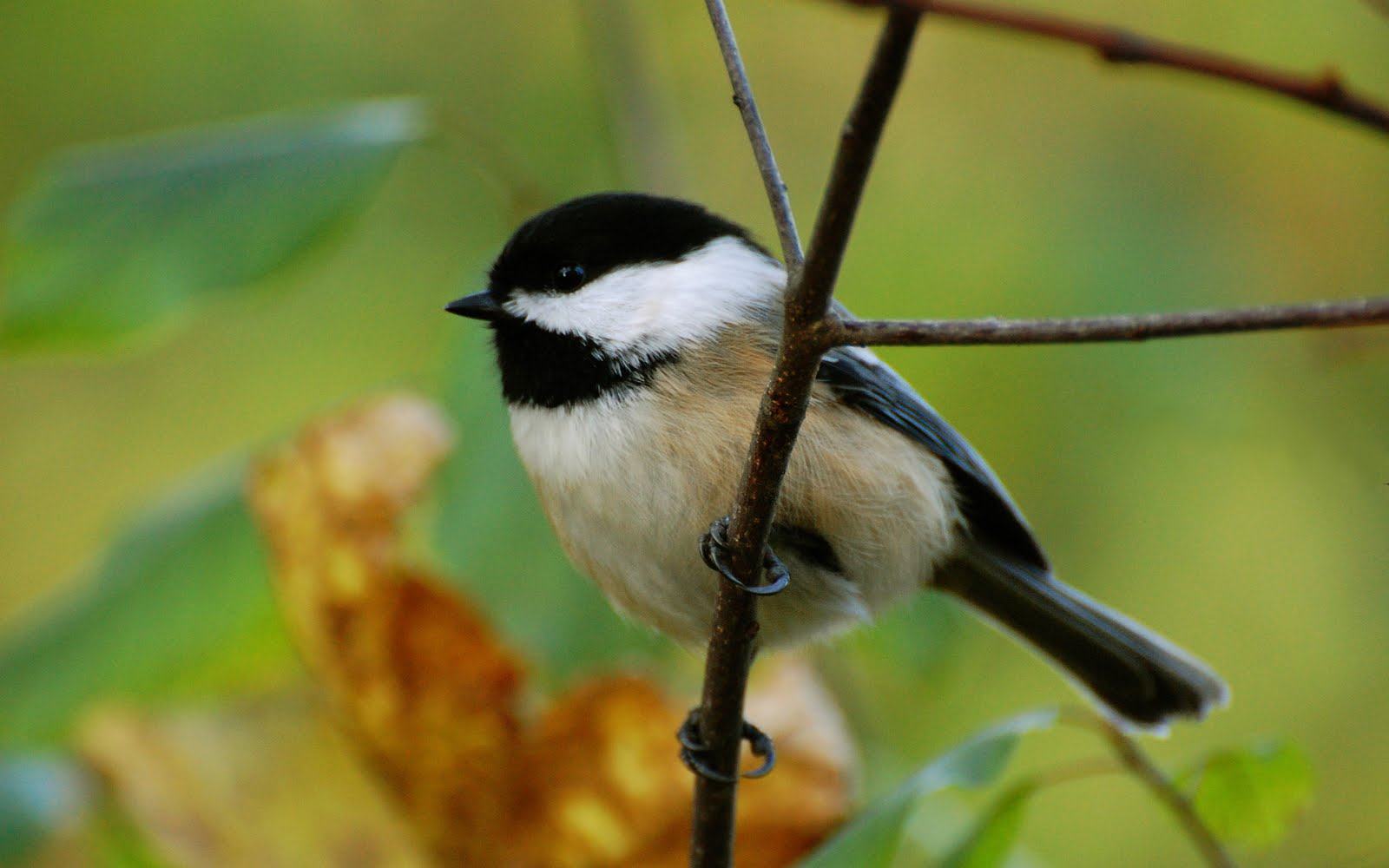  birds photos, British birds images, British birds,british birds