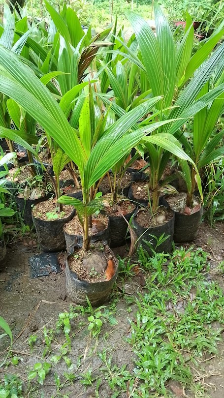 bibit kelapa kopyor asli genjah cepat berbuah bergaransi Palembang