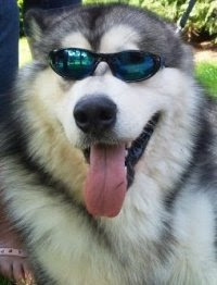 alaskan malamute pets huisdieren animaux de compagnie Haustiere animais Animale de companie animales domesticos husdjur Evcil Hayvan anifeiliaid anwes domace zvali binatang kesayangan augintiniai animali domestici peatai bet kay lemmikit mga alagang hayop domaci zvirata kucni ljubimci animals domestics maskotak binatang peliharaan dog hound canine pooch canis bow-wow despicable fellow qen txakurra it gos pas pes hond koer aso koira chien can hund kutya hundur madra cane canis suns kelb pies perro mbwa kopek ci anjing