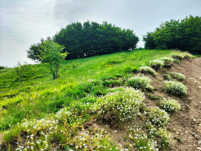 fioriture sentiero Passo Cisa