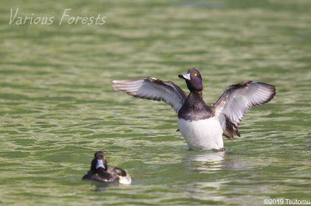 Tufted duck