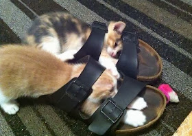 Funny cats - part 83 (40 pics + 10 gifs), cat pics, kittens play with sandal