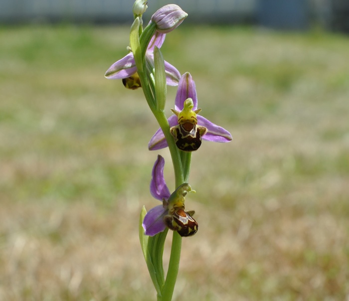 Ophrys Abeille aldulte