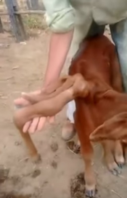 Bezerro nasce com sete patas no interior da Bahia