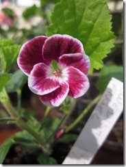 bloggebilder 132