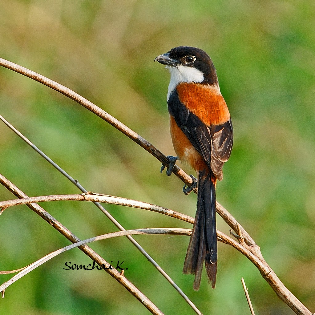  Burung  Kicauan Burung  Cendet Pentet 