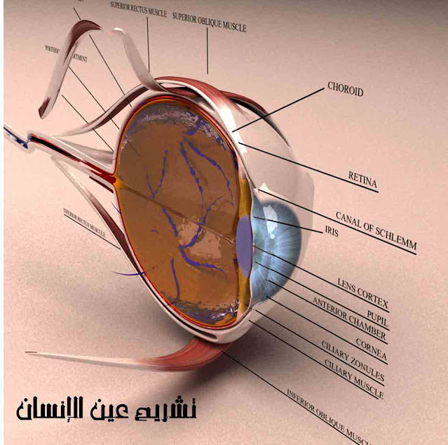 الفن والثقافة / دراسة عن تشريح عين الإنسان