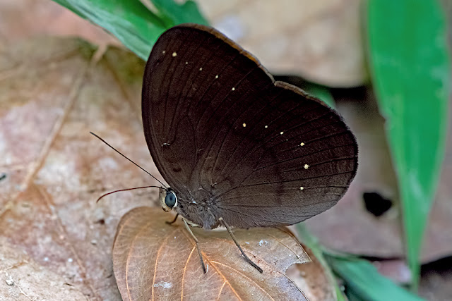 Faunis canens the Common Faun butterfly