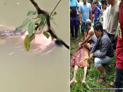 Video Kejadian Aneh Buaya Hantar Mayat Ke Tebing Sungai Di Indonesia