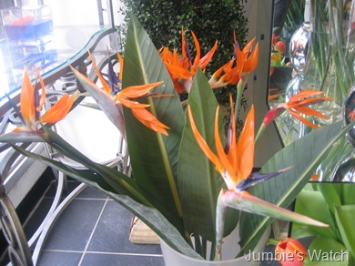 Flower 3