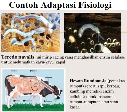 Pengertian Adaptasi  Fisiologi  Pengertian ILMU