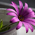 Stylish Purple Flower