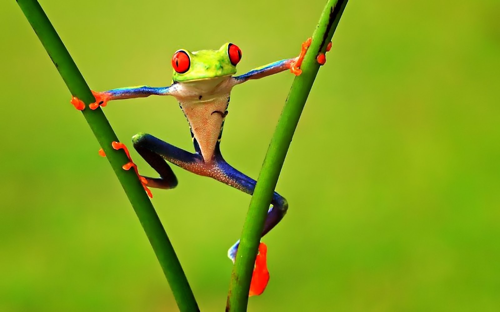 Free High-Definition Wallpapers: Colorful Frog wallpapers and ...