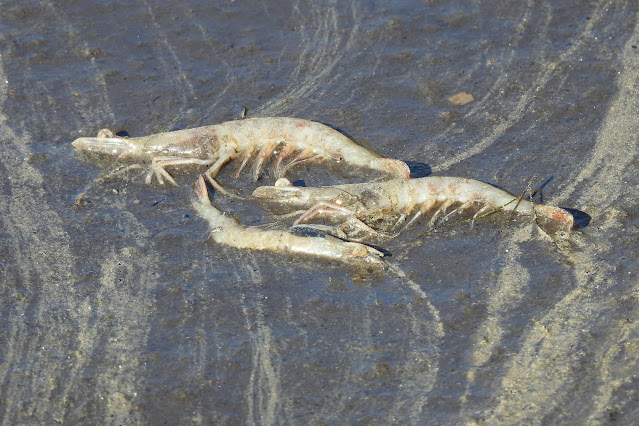 Guana River Wildlife Management Area