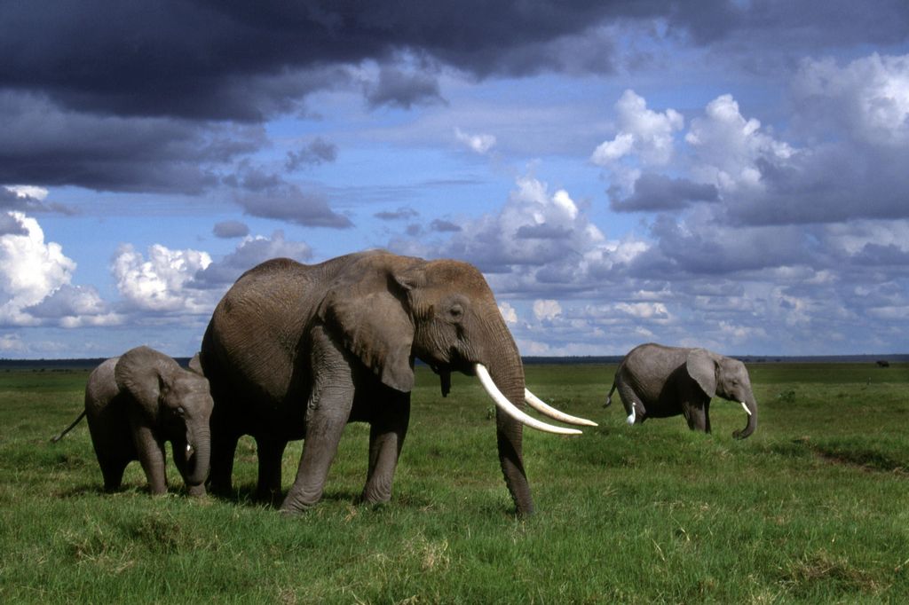 Foto Foto Binatang Gambar Gajah 