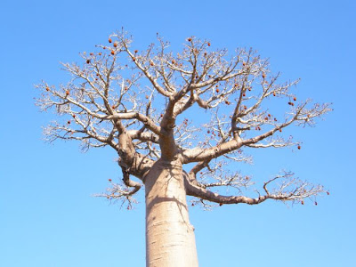 Baobab Tree Seen On lolpicturegallery.blogspot.com