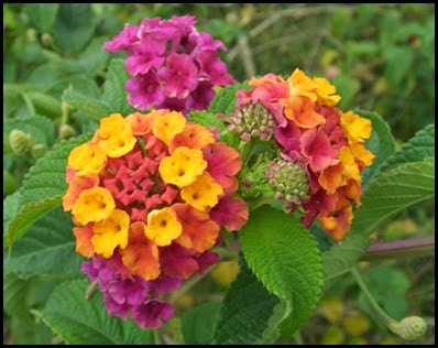 lantana5