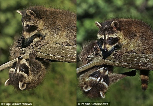 raccoon slipped from a branch, raccoon hangs on dear life by one paw, raccoon pictures