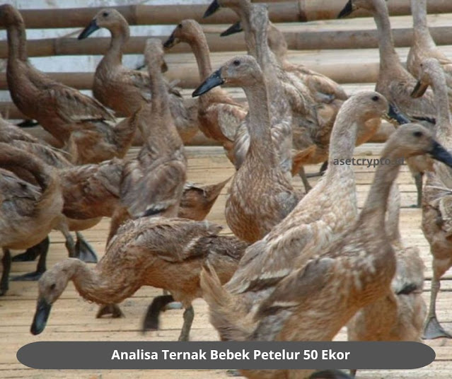 Analisa Ternak Bebek Petelur 50 Ekor