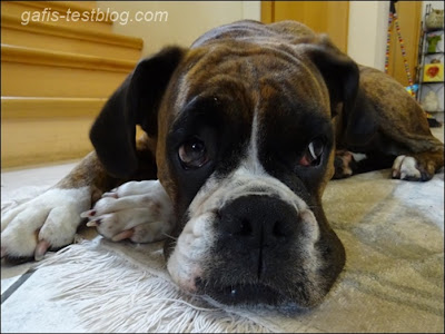 Boxer Amy und ihr süßer Blick