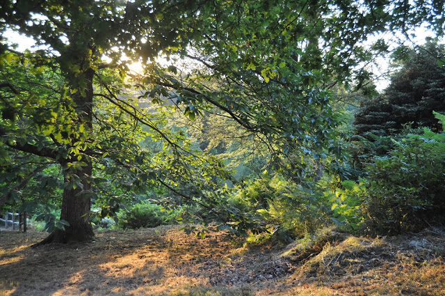 Days Out in Sussex - Wakehurst Botanic Gardens photo by modernbricabrac