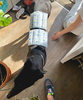 A black greyhound stands with two ice packs balanced on her back