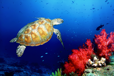 Green SeaTurtle Coast Of Malaysia