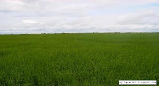 subsidio, arroz, venezuela, compensatorio