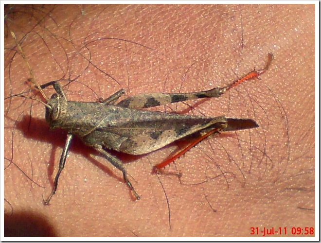 brown grasshopper with red tibia