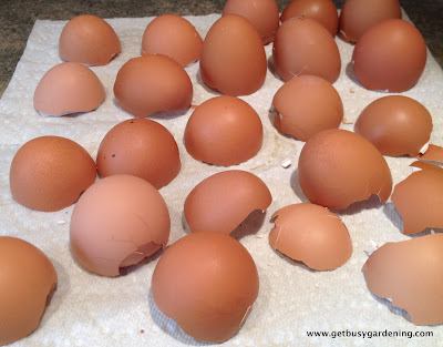 Eggshells drying out