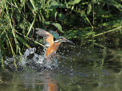 カワセミの離水