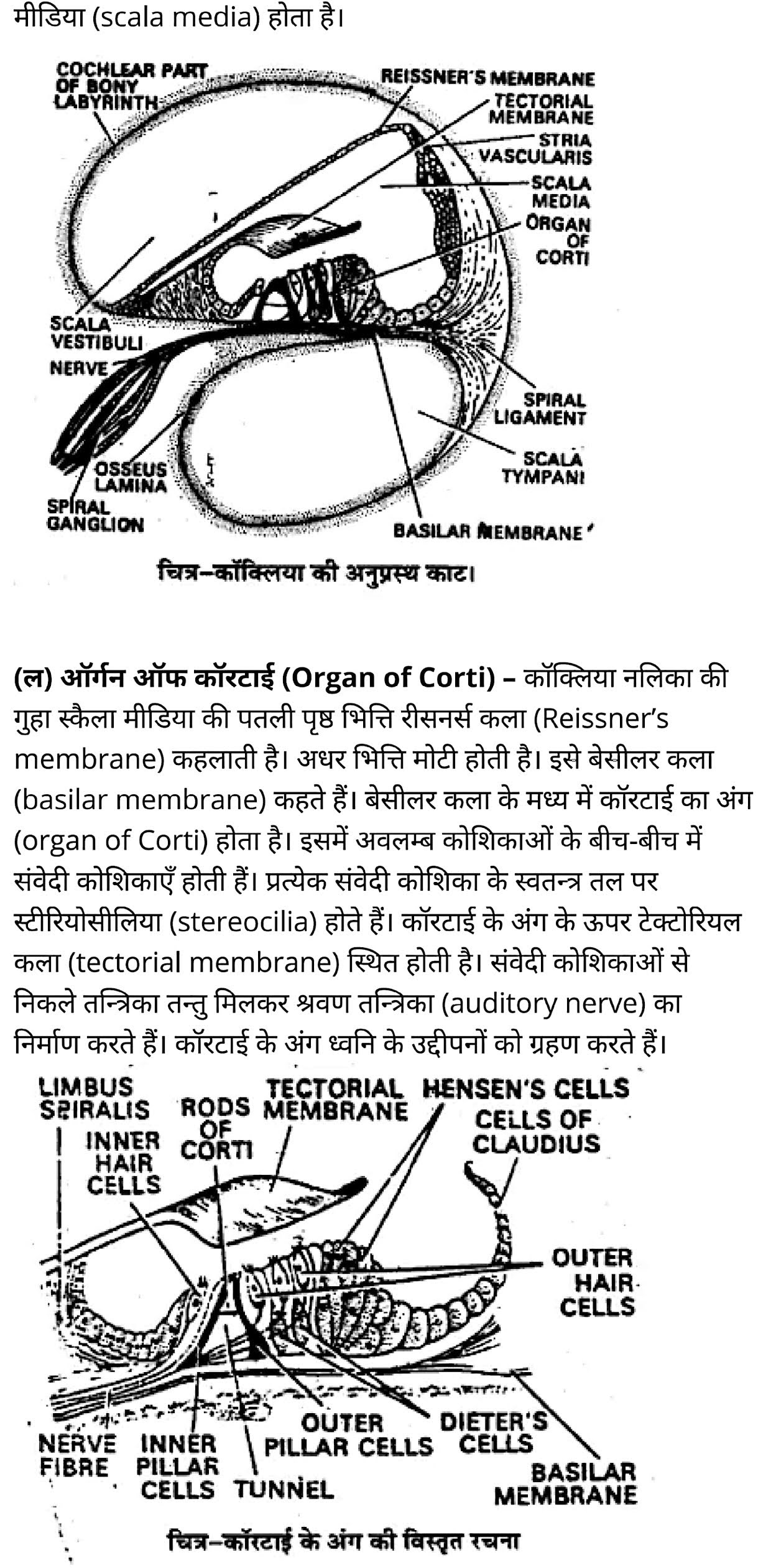 कक्षा 11 जीव विज्ञान अध्याय 21 के नोट्स हिंदी में एनसीईआरटी समाधान,   class 11 Biology Chapter 21,  class 11 Biology Chapter 21 ncert solutions in hindi,  class 11 Biology Chapter 21 notes in hindi,  class 11 Biology Chapter 21 question answer,  class 11 Biology Chapter 21 notes,  11   class Biology Chapter 21 in hindi,  class 11 Biology Chapter 21 in hindi,  class 11 Biology Chapter 21 important questions in hindi,  class 11 Biology notes in hindi,  class 11 Biology Chapter 21 test,  class 11 BiologyChapter 21 pdf,  class 11 Biology Chapter 21 notes pdf,  class 11 Biology Chapter 21 exercise solutions,  class 11 Biology Chapter 21, class 11 Biology Chapter 21 notes study rankers,  class 11 Biology Chapter 21 notes,  class 11 Biology notes,   Biology  class 11  notes pdf,  Biology class 11  notes 2121 ncert,  Biology class 11 pdf,  Biology  book,  Biology quiz class 11  ,   11  th Biology    book up board,  up board 11  th Biology notes,  कक्षा 11 जीव विज्ञान अध्याय 21, कक्षा 11 जीव विज्ञान का अध्याय 21 ncert solution in hindi, कक्षा 11 जीव विज्ञान  के अध्याय 21 के नोट्स हिंदी में, कक्षा 11 का जीव विज्ञान अध्याय 21 का प्रश्न उत्तर, कक्षा 11 जीव विज्ञान अध्याय 21 के नोट्स, 11 कक्षा जीव विज्ञान अध्याय 21 हिंदी में,कक्षा 11 जीव विज्ञान  अध्याय 21 हिंदी में, कक्षा 11 जीव विज्ञान  अध्याय 21 महत्वपूर्ण प्रश्न हिंदी में,कक्षा 11 के जीव विज्ञानके नोट्स हिंदी में,जीव विज्ञान  कक्षा 11 नोट्स pdf,