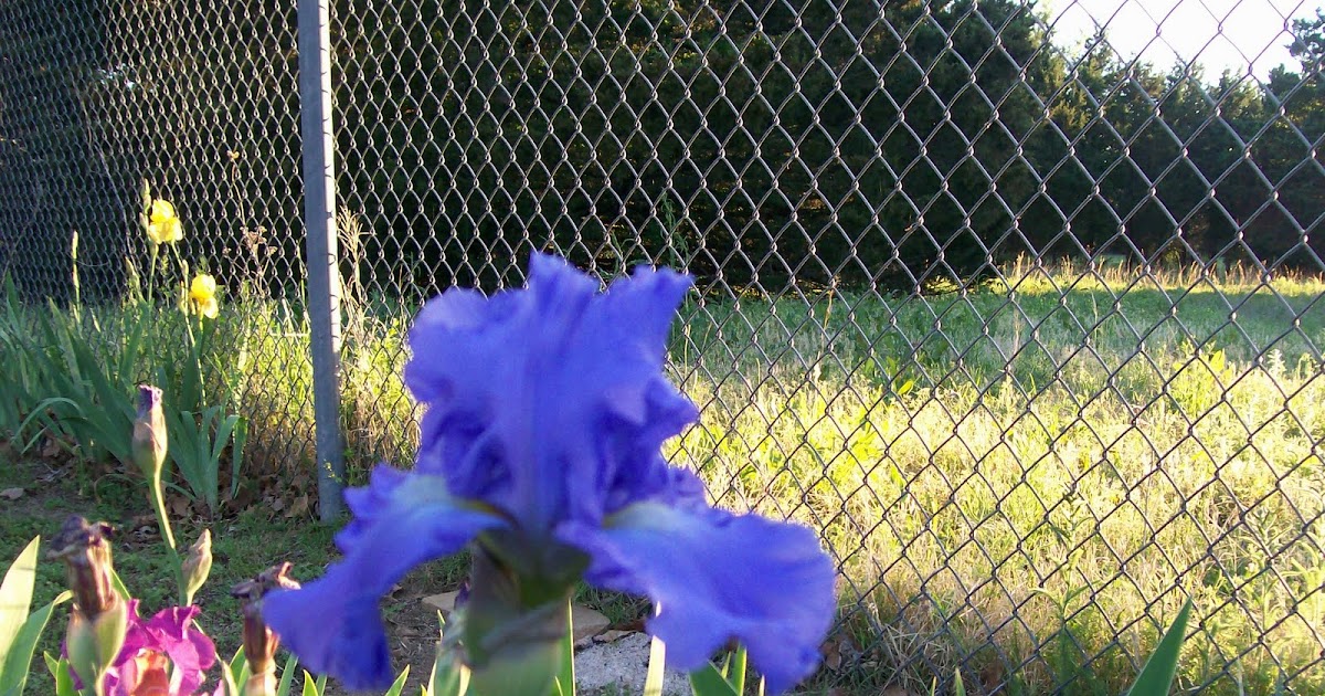 Mrs-Whaley-and-Her-Charleston-Garden