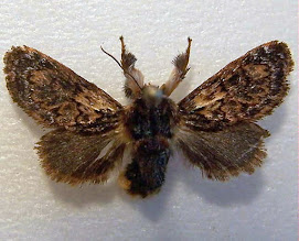 Adult Hag Moth