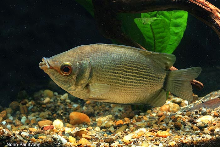 Gambar Ikan Tambakan Dunia Binatang 