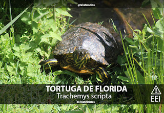 Rio Manzanares Tortuga de florida