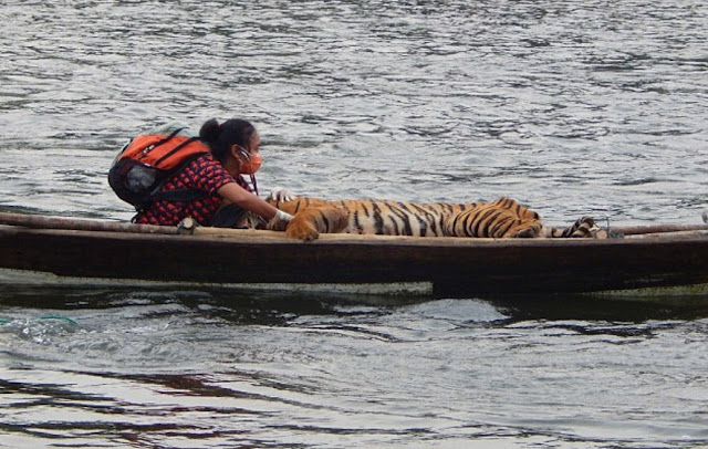Yanti Musabine seorang Veterinarian sedang menyelamatkan Harimau Liar Sumatera menuju Kawasan Hutan Lindung Wisata Alam Seblat
