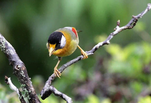 Silver-eared Mesia Feeding Moth Series