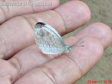 Leptosia nina - Psyche, Black-spotted White