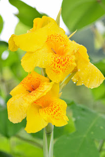 yellow cannas